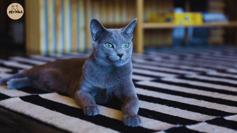 How Much Does a Russian Blue Cat Cost in 2025? A Complete Price Breakdown