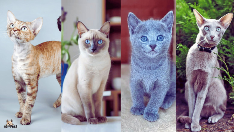 Top 5 Cat Breeds for Apartment Living (And Why Russian Blue Makes the Cut)