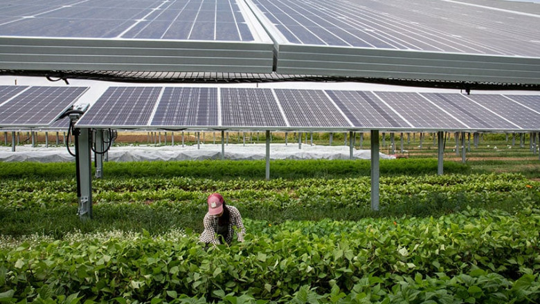 Can Agrivoltaics Solve Two Problems at Once?