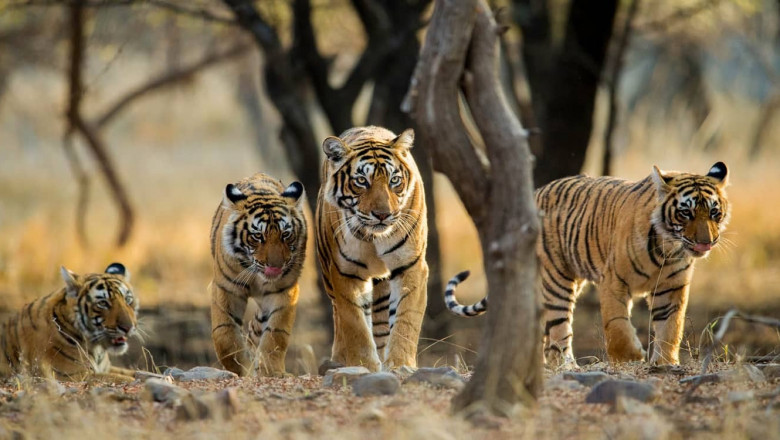 Discover the Wild Beauty of Ranthambore National Park A Must-Visit Wildlife Sanctuary in India
