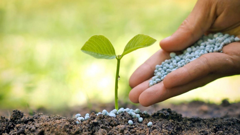 Micronutrient Fertilizers Market 2031: Trends, Share, and Future Growth