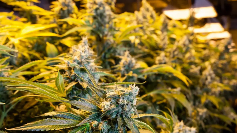 Exploring The Best Dispensary Option in Washington, DC