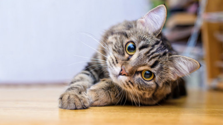 Pet Names for Siamese Cats: Find the Best Names for Your Elegant Feline