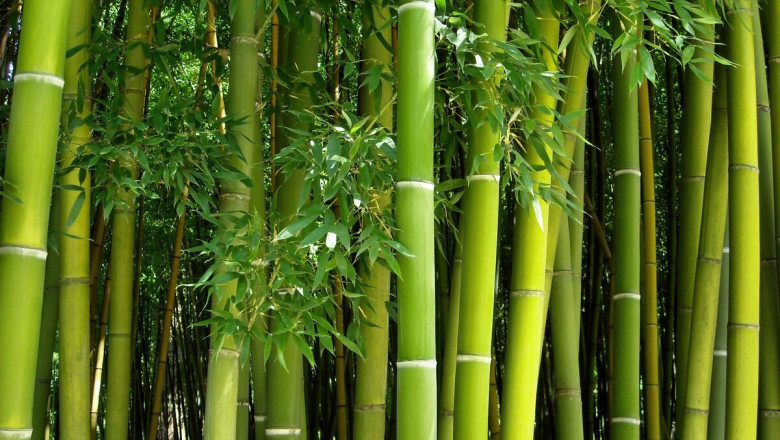 Bamboos Market Product Types, Applications, and Forecast 2025–2032