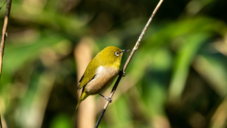 Discover the Joy of Birdwatching at Tranquilo Bay in Panama