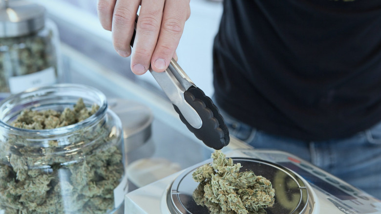 Blue Marijuana Plants and The Unique Essence of Blueberry Dream Strain