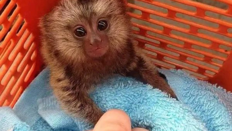 Marmoset Monkeys: What to Know Before Considering One as a Companion