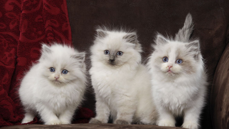 Ragdoll Kittens for Sale – Soft, Sweet & Social