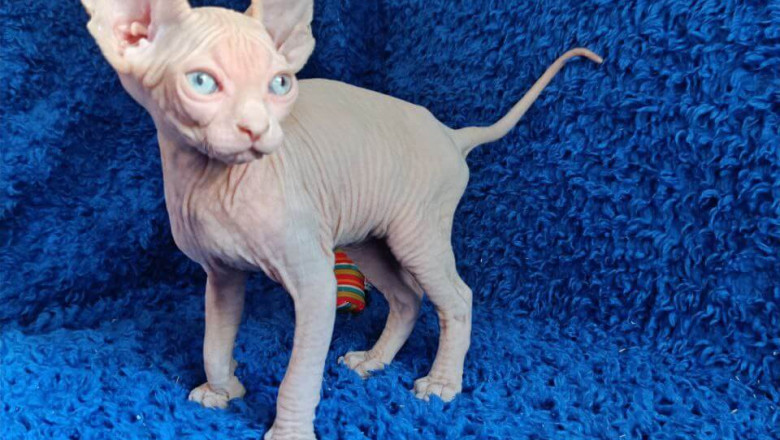 Sphynx &amp; Devon Rex Kittens – Unique Companions with Personality