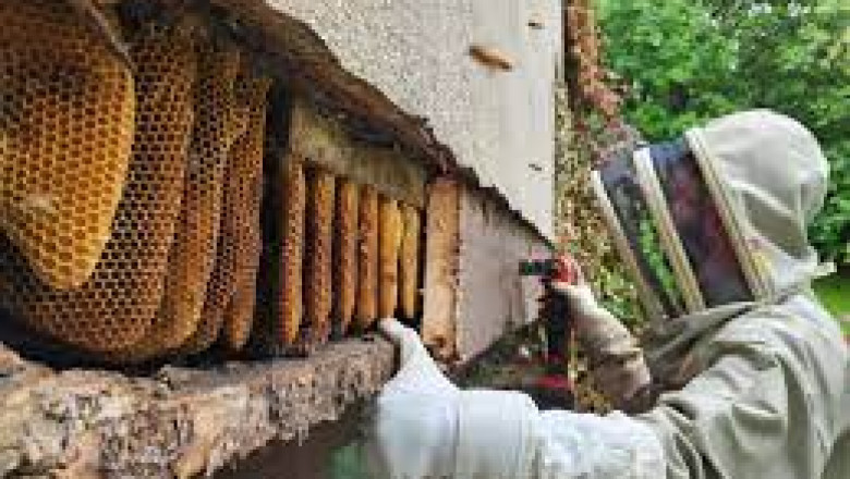 Pest Control Staten Island: How to Identify & Get Rid of Wasps Effectively