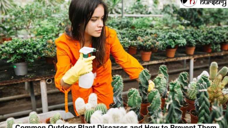 Common Outdoor Plant Diseases and How to Prevent Them