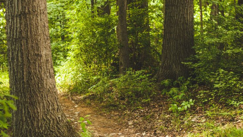 How Nature Therapy Can Help You Feel Less Stressed