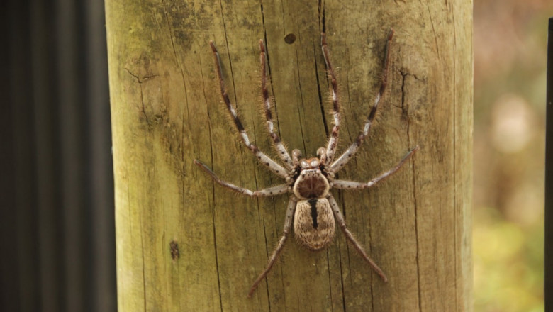 Spider Control in Toronto: Effective Tips for a Safe, Pest-Free Home