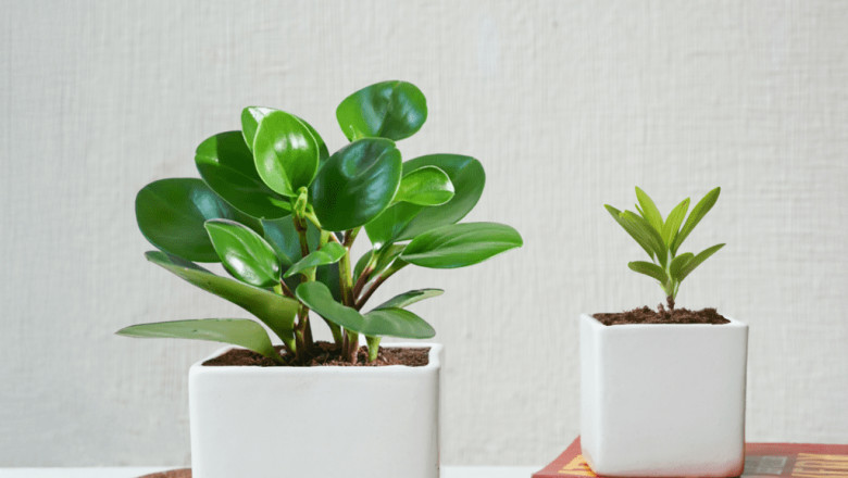 Buy Ceramic Pots Online: A Smart Way to Upgrade Your Space
