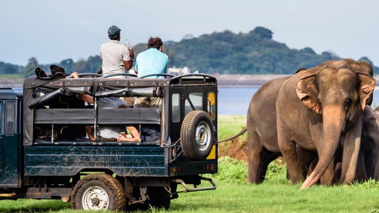 Yala National Park: Sri Lanka's Jewel of the Wild