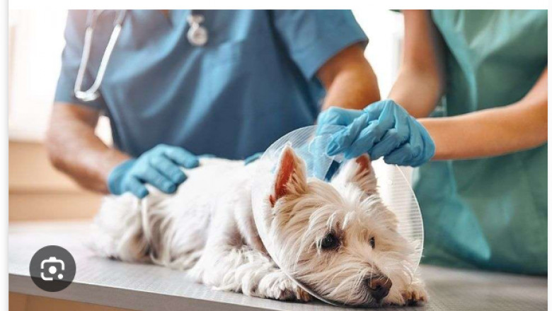When Every Second Counts: The Critical Role of an Emergency Vet