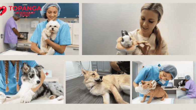 How Topanga Veterinary Clinic Uses Advanced Technology for Pet Health
