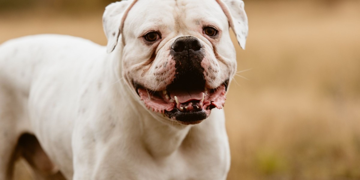 The American Bulldog: A Loyal Companion for Emotional Support