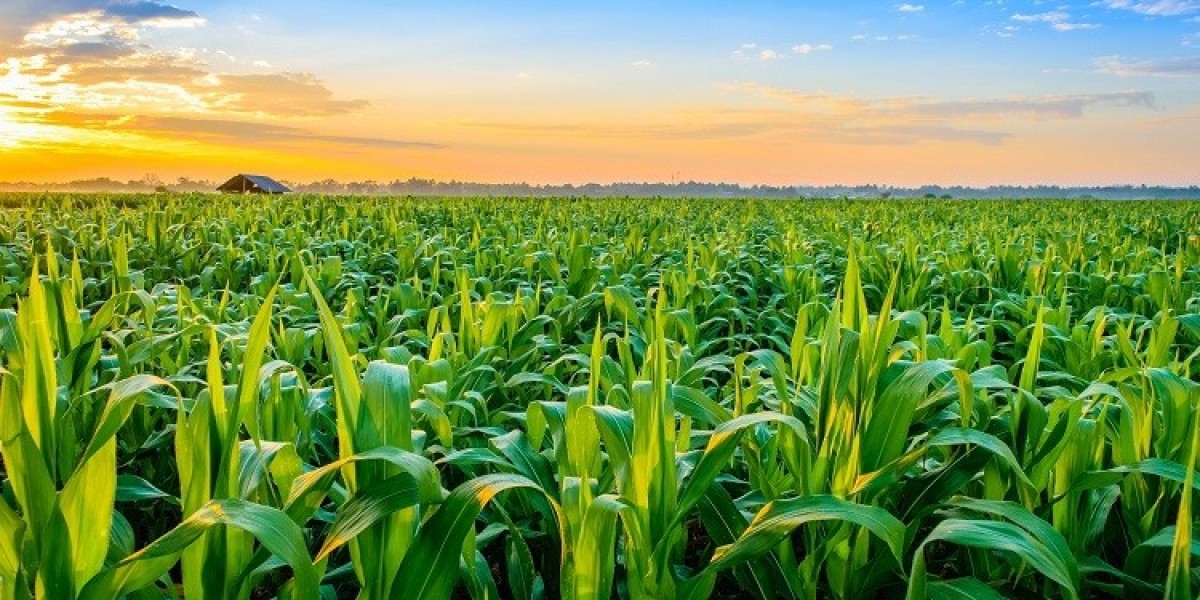 Crop Production Market: Challenges and Solutions for Farmers