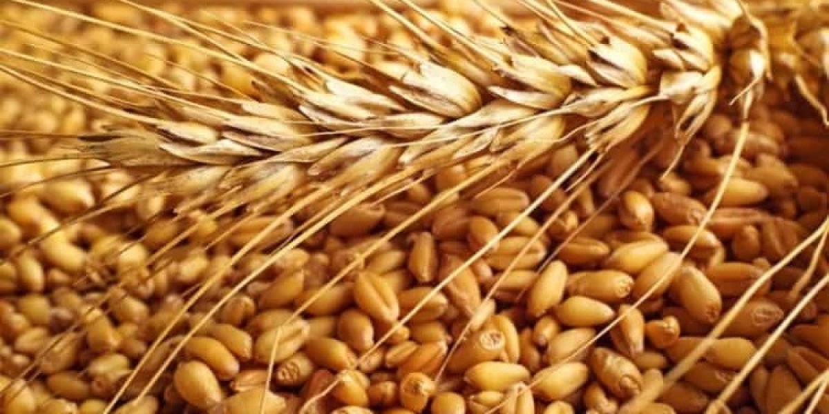 Grain Farming Market: Enhancing Food Security Through Innovation