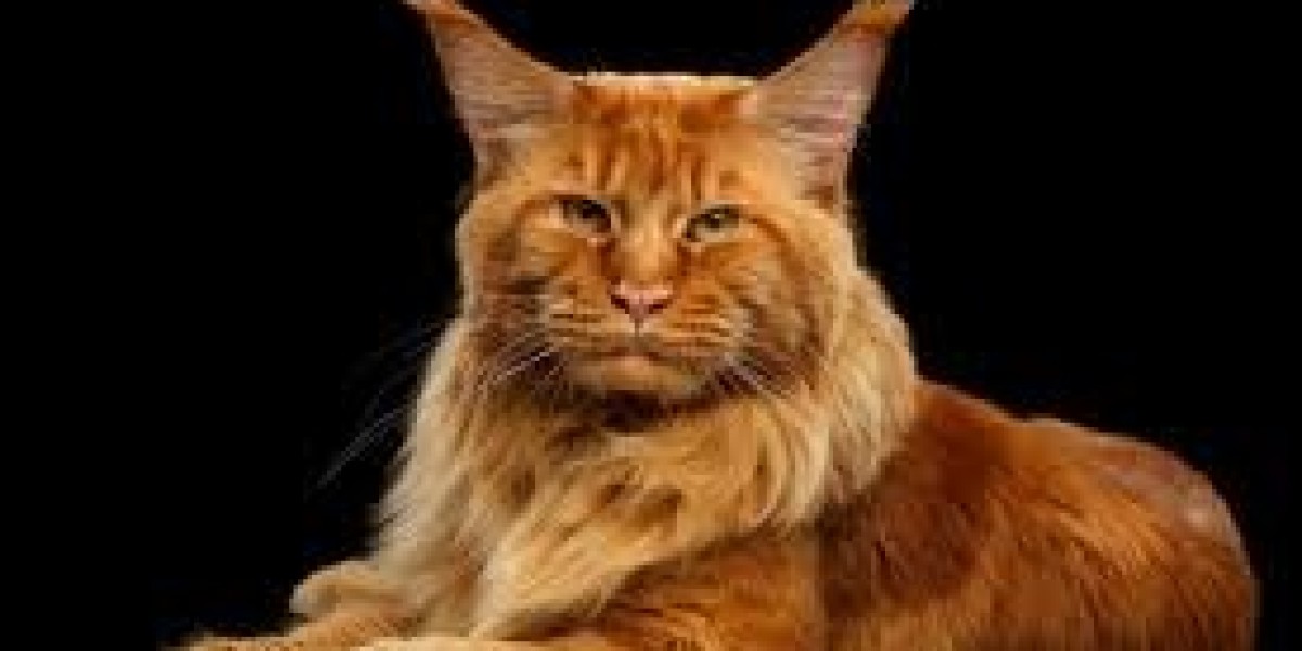 Orange Maine Coon Kittens for Sale: Finding Your Perfect Furry Companion