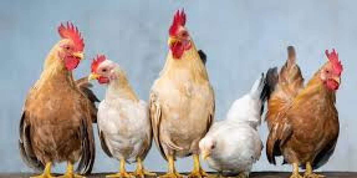 Global Chicken Market Size And Forecast Report 2024-2032