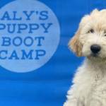 AlysPuppyBootCamp Profile Picture