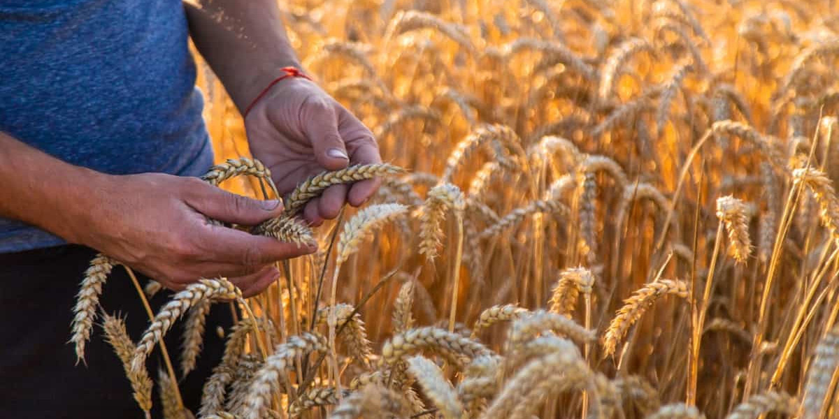 Wheat Farming in India: Techniques, Tools, and Modern Machinery