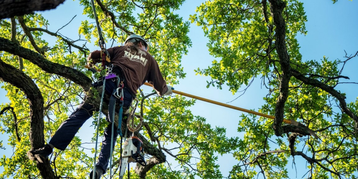 Affordable Tree Service Houston: Licensed and Insured Experts