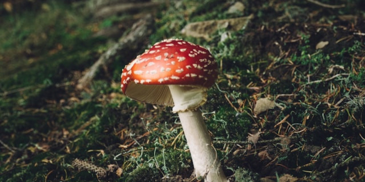 Best Mushrooms for Mental Health: Nature's Solution for a Mind in Better Shape