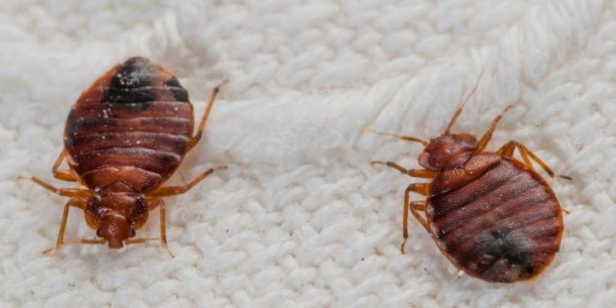 Termite Control and Bed Bug Spray Services