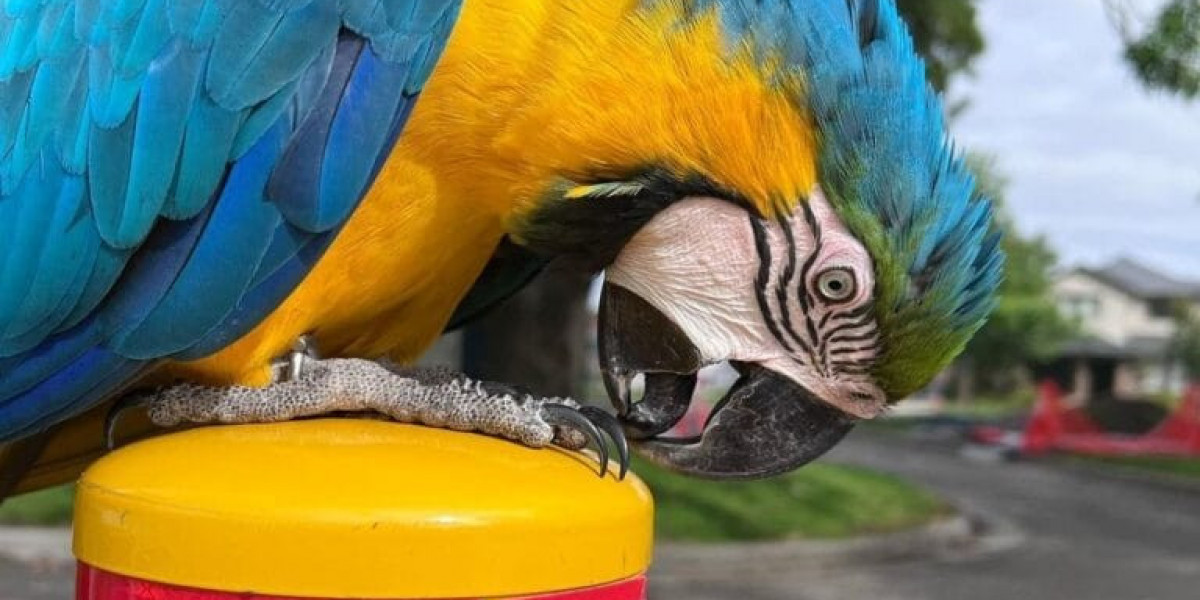 Do Macaws Make Good Pets? A Comprehensive Guide for Potential Owners