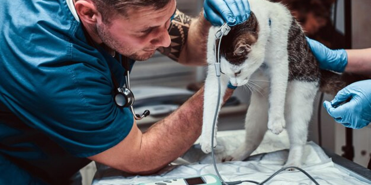 The Ultimate Guide to Veterinary Care in Qatar: Finding the Best Vet Clinic in Doha