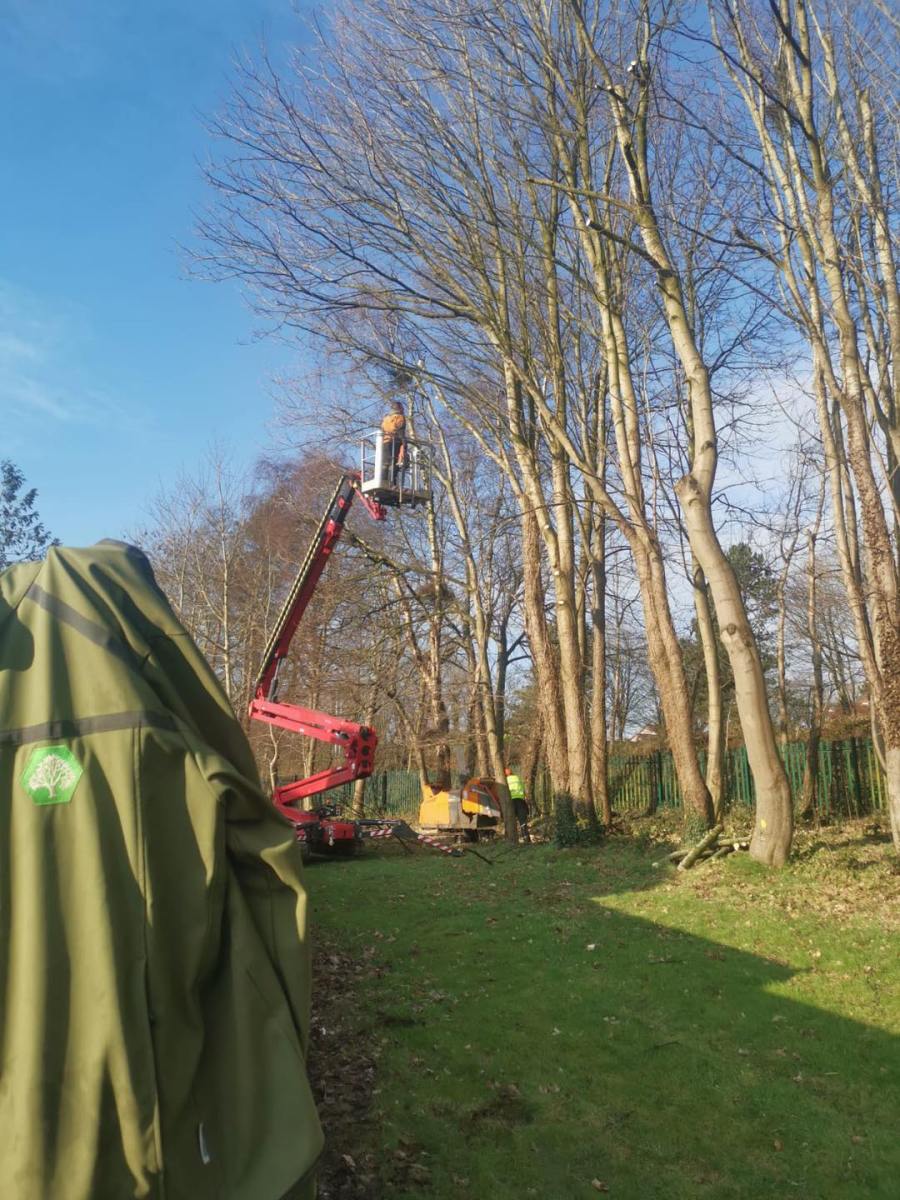 Professional Commercial Tree Surgeons and Tree Removal in Belfast – Belfast Tree Surgeon