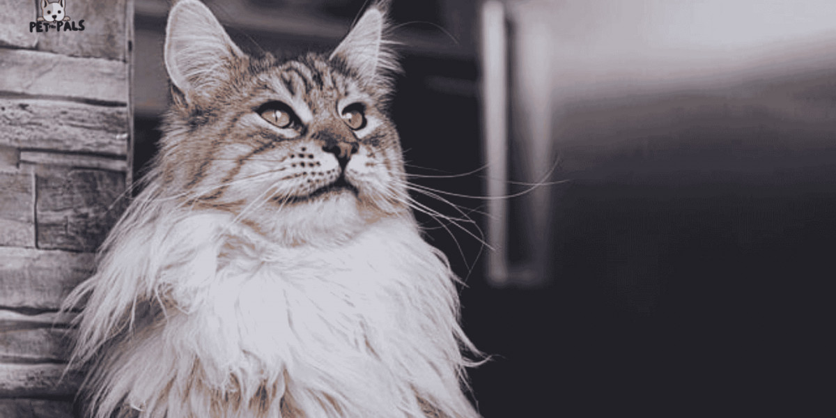 Are Maine Coons Worth the Hype? What Makes Them So Special
