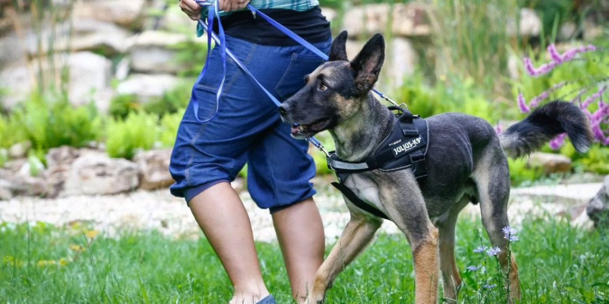 Reactive Dog Training Near Me: Calm Behavior Starts with the Right Guidance