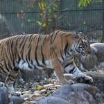 Akash Shree profile picture